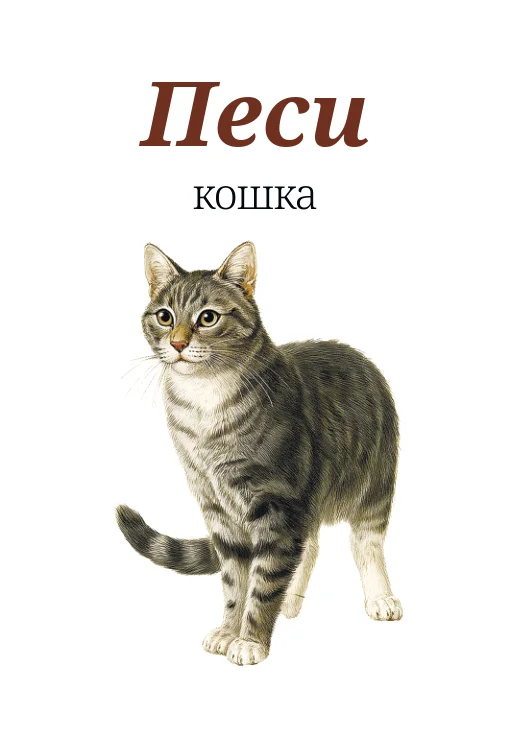 Карточка «Песи — кошка»